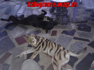 Xalophone.wap.sh